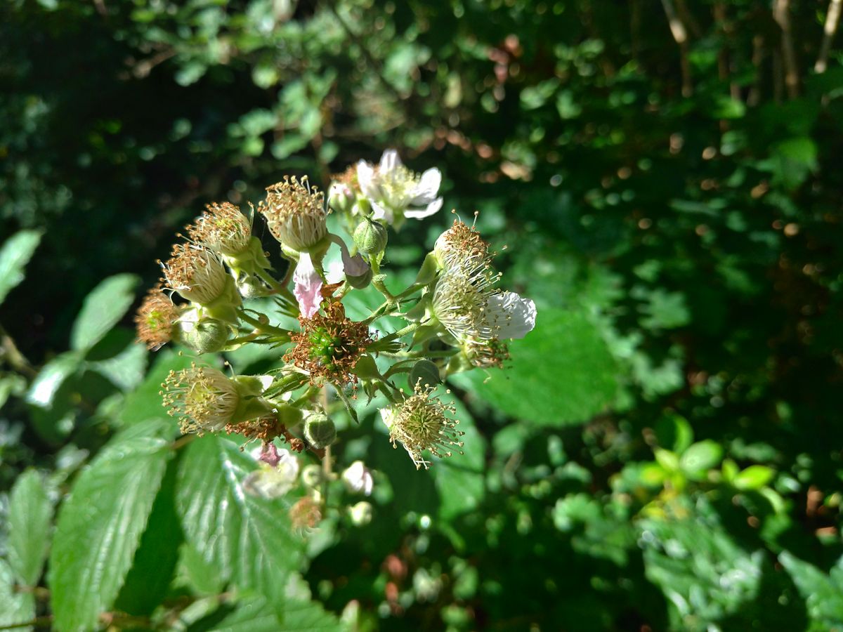 Here&rsquo;s an example of the Zenfone 5&rsquo;s natural bokeh when shooting close up.