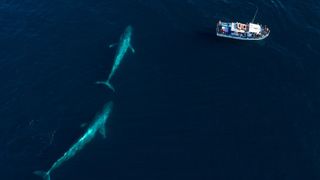 A pair of blue whales swim near the surface just off the California coast.