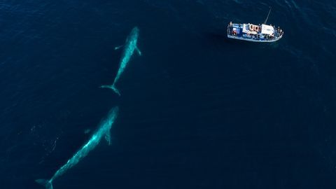 A blue whale's daily intake of microplastics weighs as much as a small ...