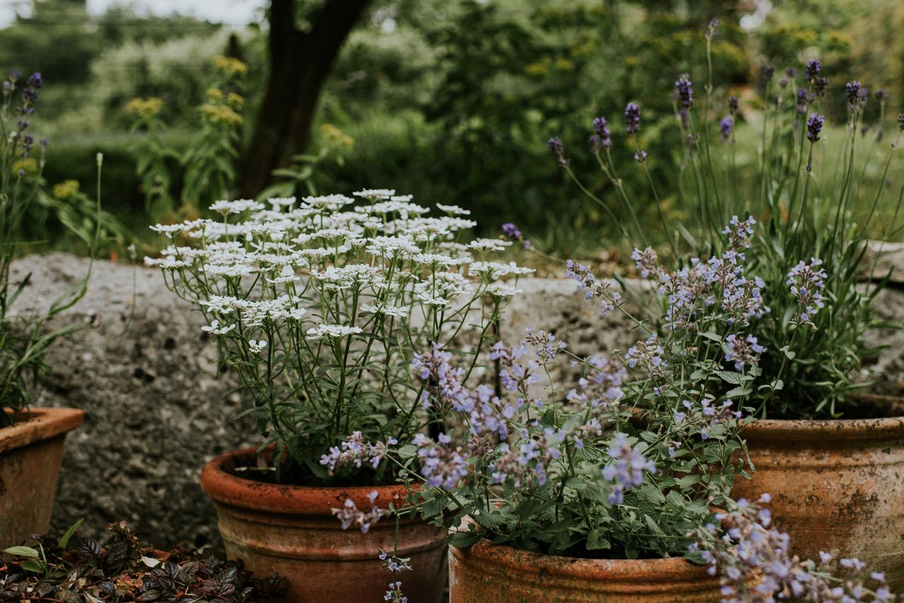 A close up of delicate plants in weathered terracotta pots