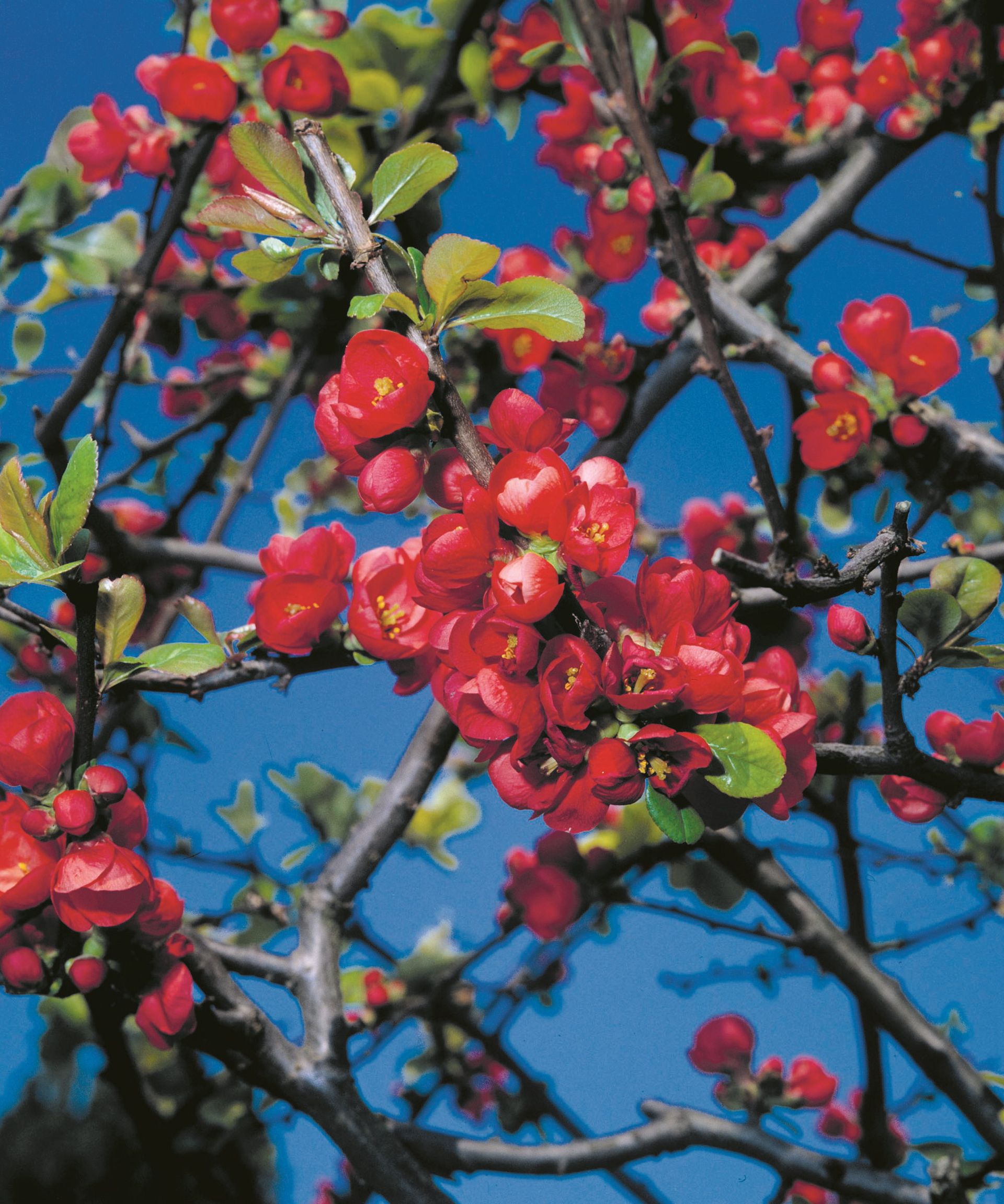 The small red blooms of a Japanese flowering quince, also called chaenomeles