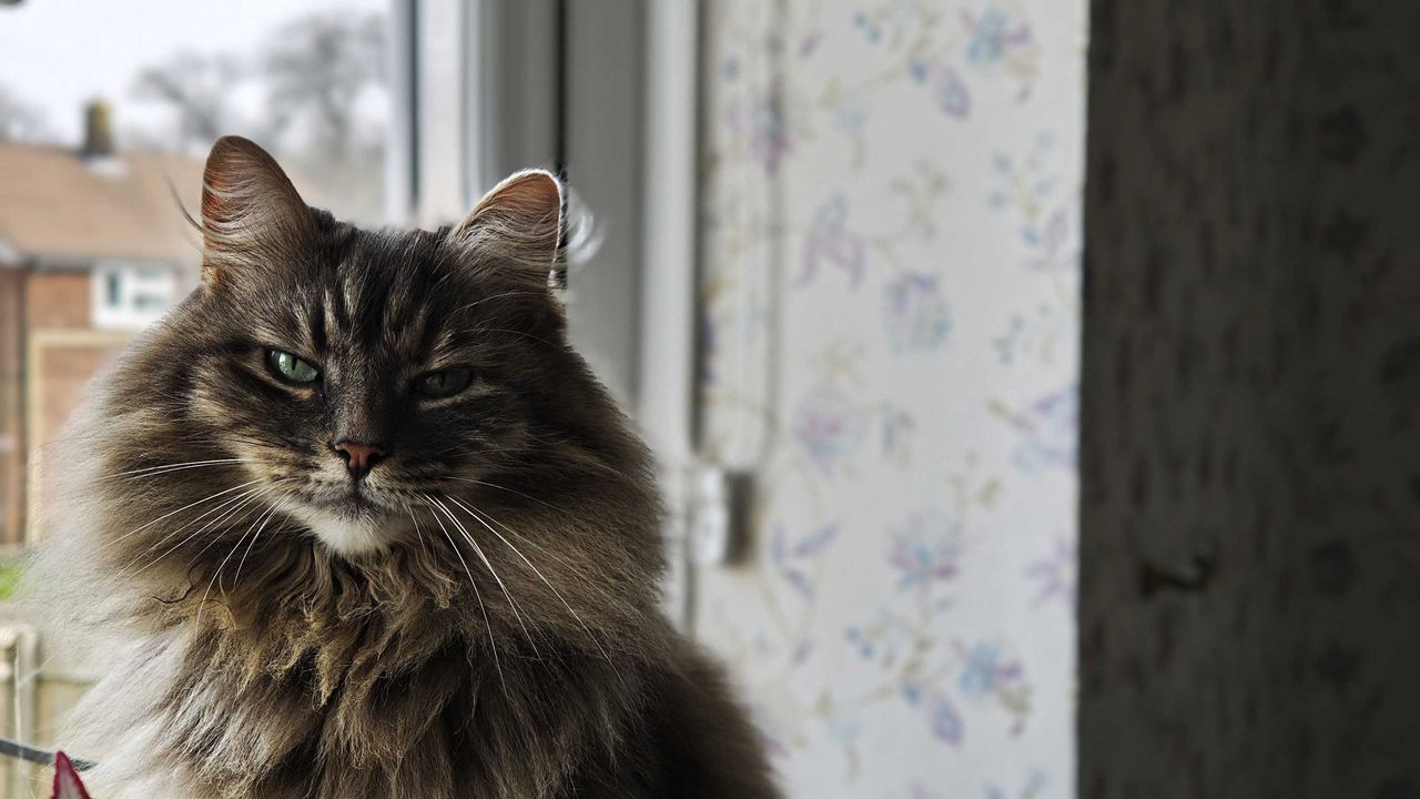 A fluffy cat in front of a window, taken with a Xiaomi 15