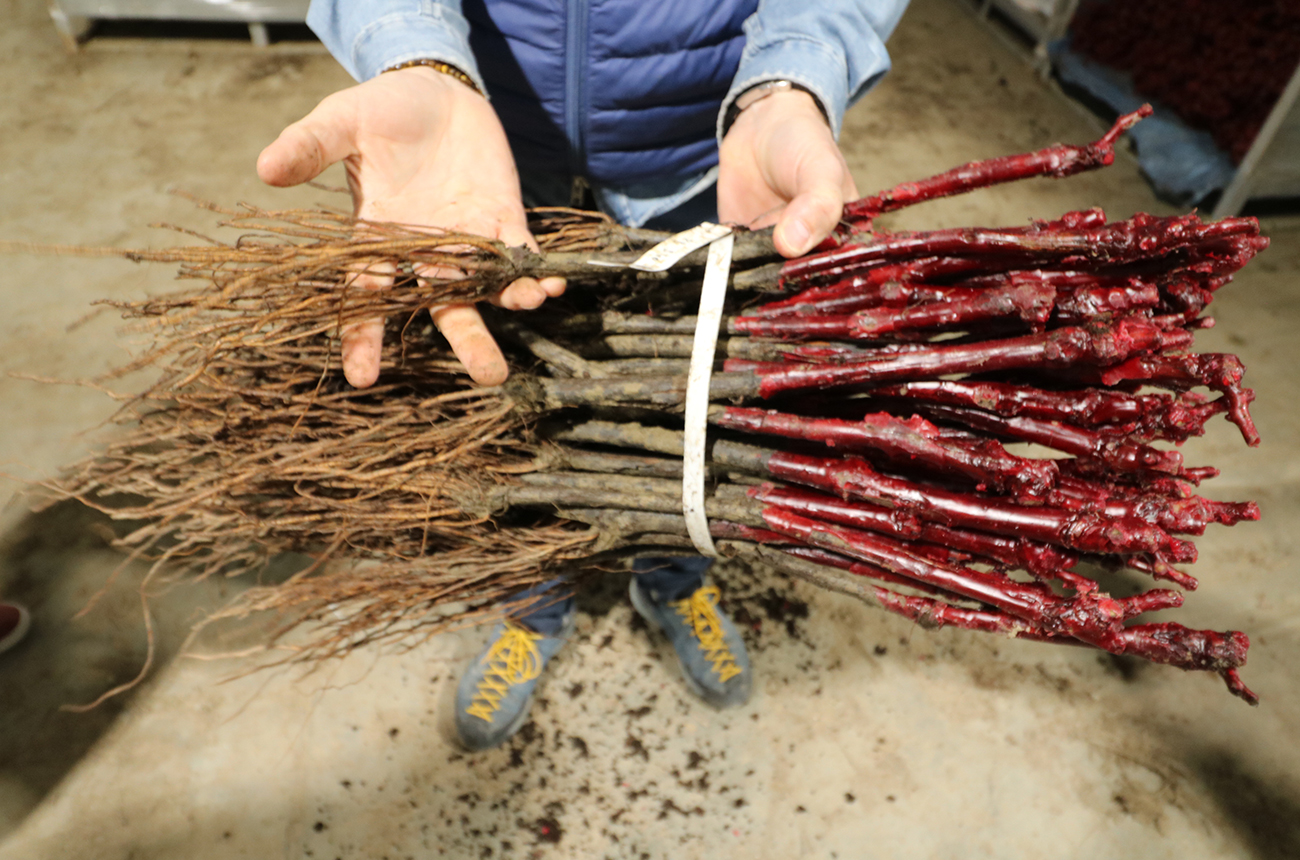 Lilian B&amp;eacute;rillon