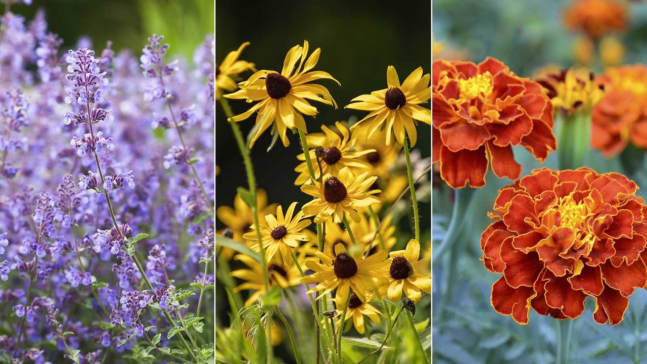 nepeta, rudbeckias, and French marigolds