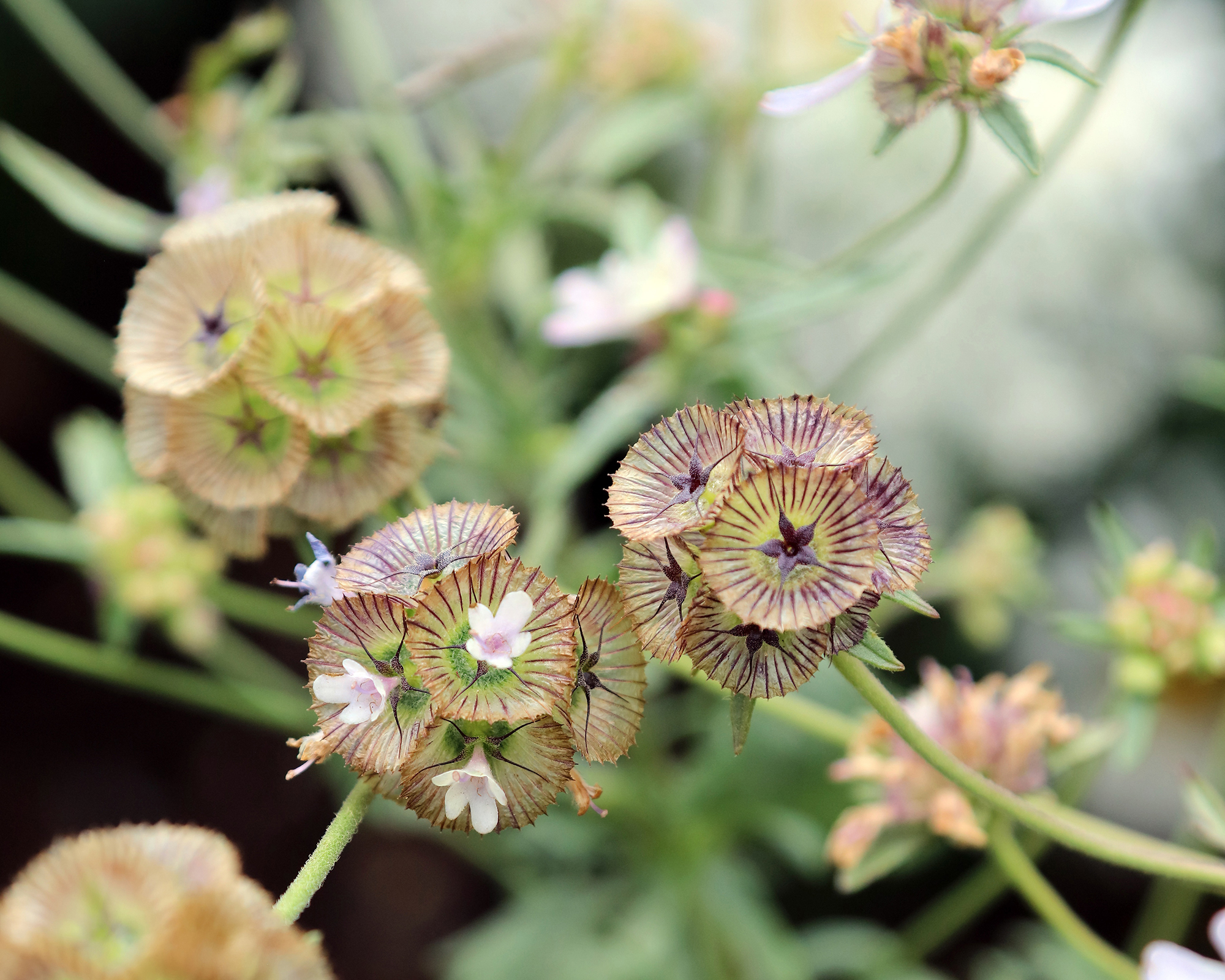 Ping Pong Scabiosa stellata seed heads