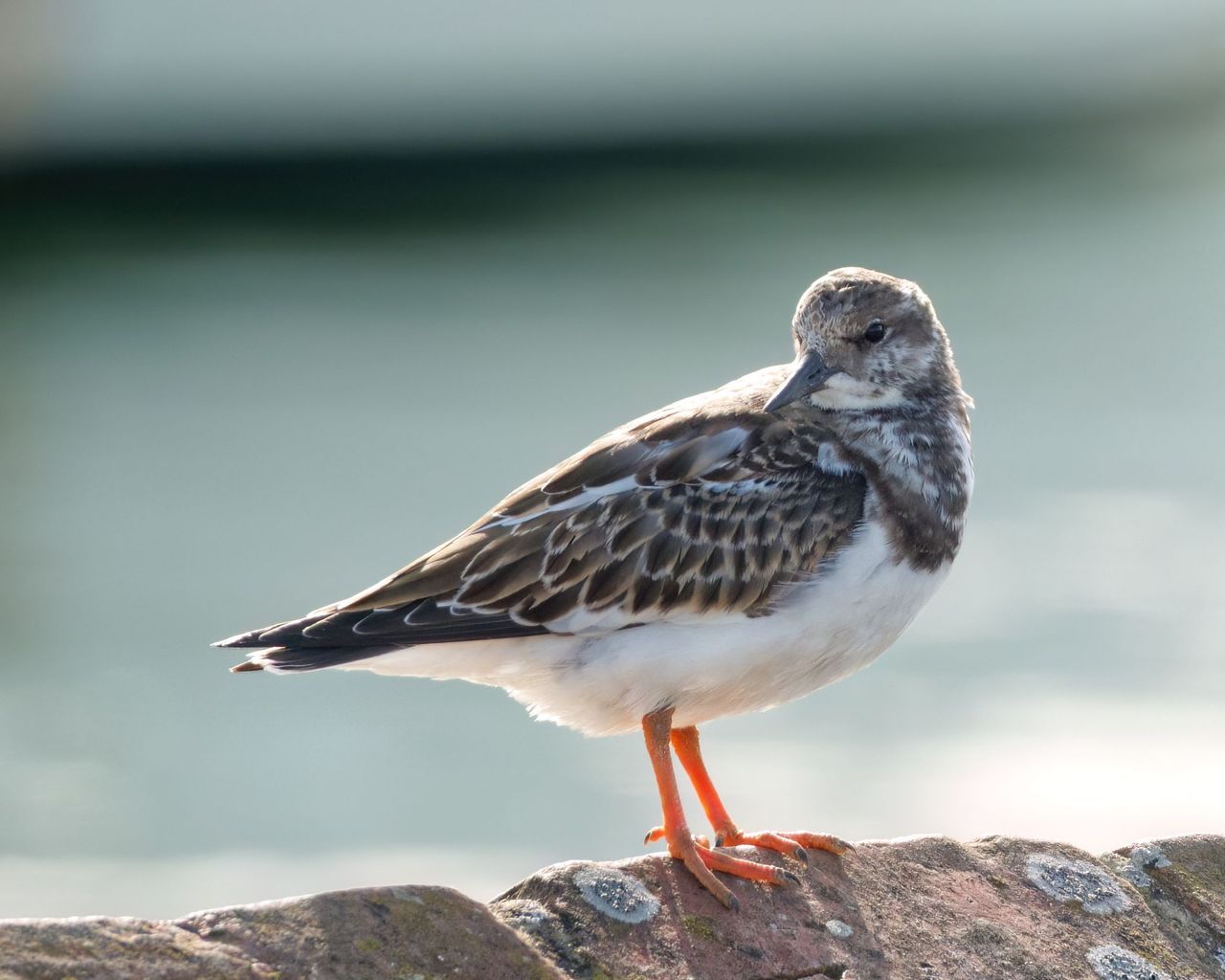 GuruShots - Nature March 2026