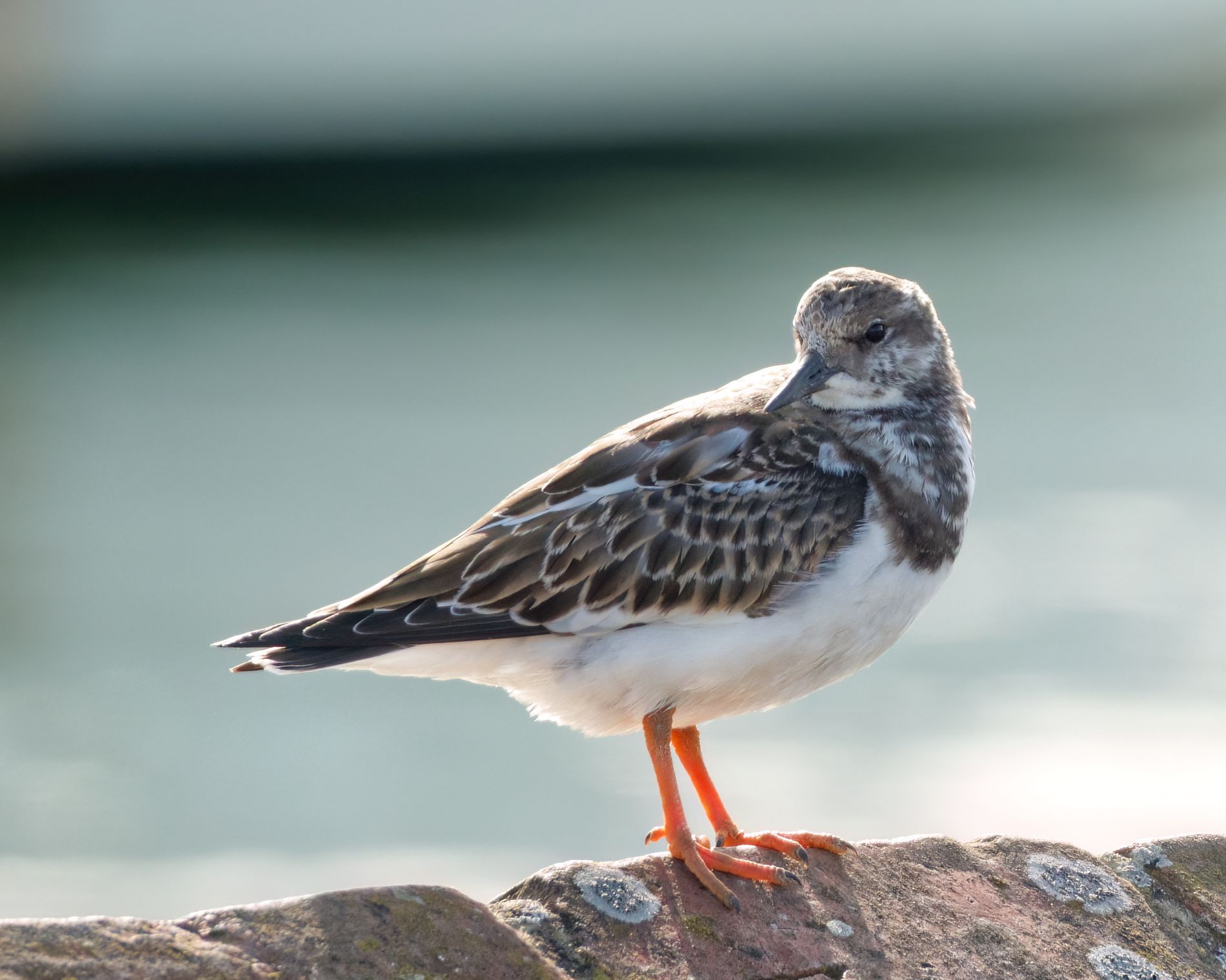 GuruShots - Nature March 2026