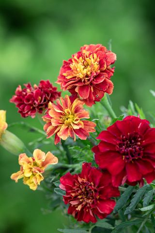 how to grow marigolds: Tagetes patula 'Strawberry Blonde'