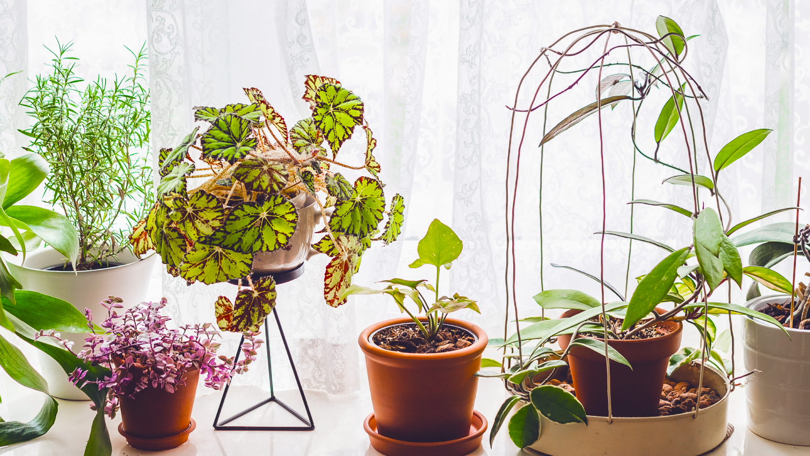 Houseplants in front of window