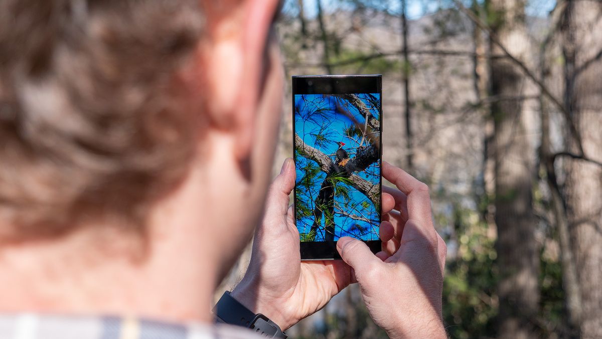 Taking a photo of a Pileated Woodpecker at 30x zoom with the Samsung Galaxy S23 Ultra