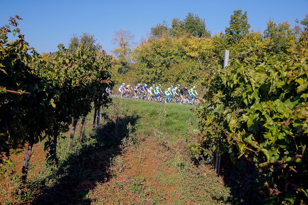 Tinkoff-Saxo riders viewed from an vineyard week in Poreč, Croatia.