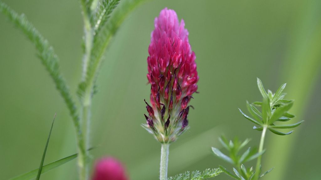 red clover bloom 