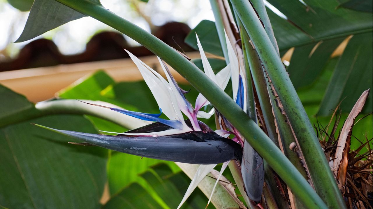 White bird of paradise flower