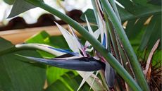 White bird of paradise flower