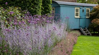 lavender planted in garden border with lawn and shepherd's hut in distance