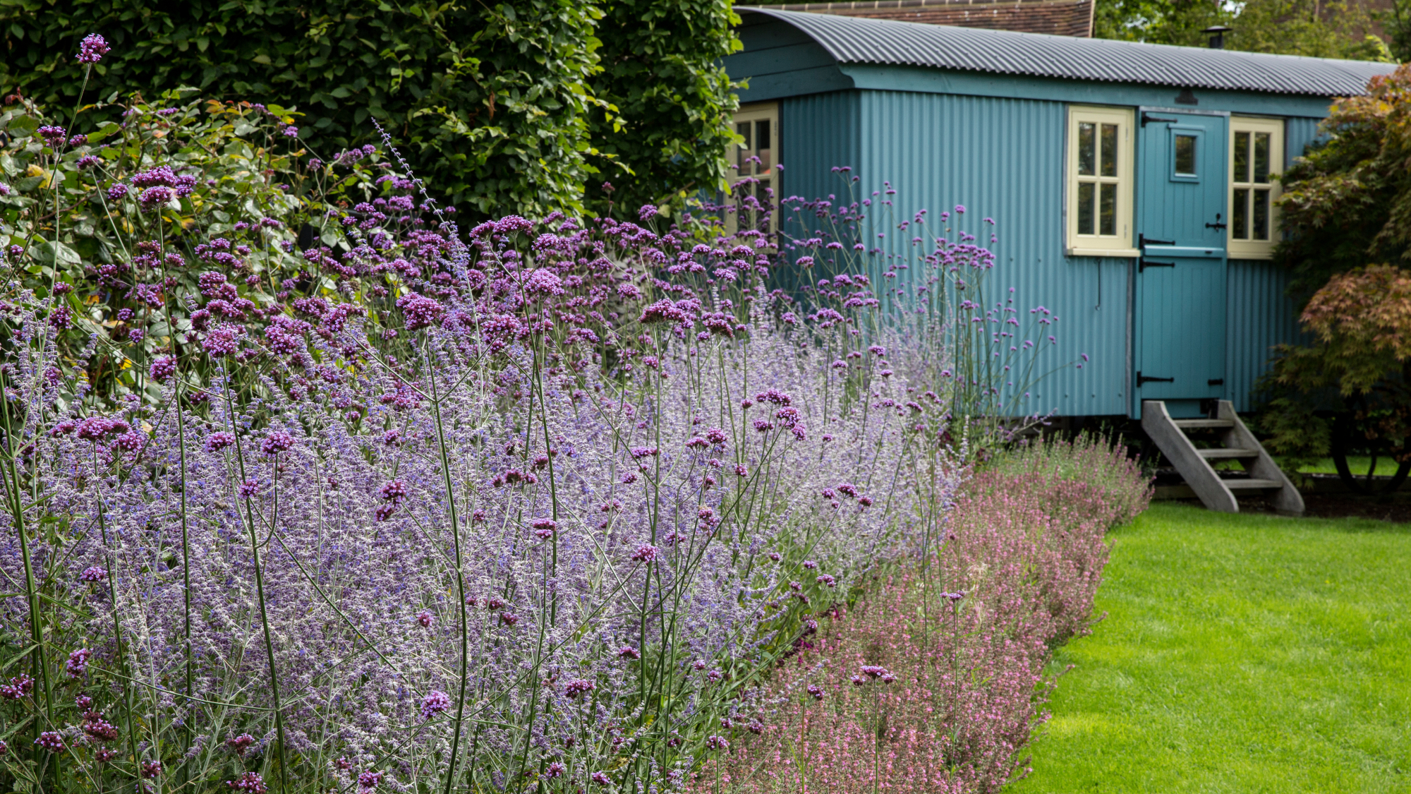 lavender planted in garden border with lawn and shepherd's hut in distance