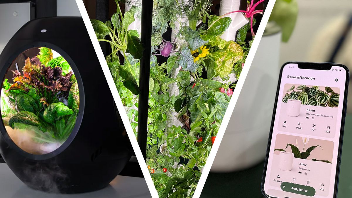 A three collage image showing plants growing in an egg next to more plants beside a light, next to a phone with plants displayed