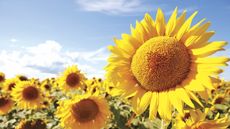 A bright yellow sunflower is surrounded by other blooms in a sunny field