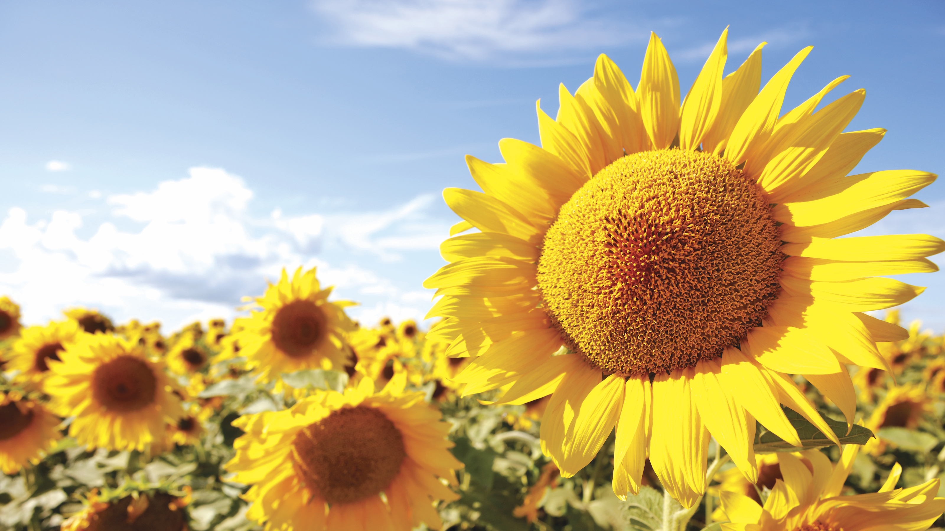 A bright yellow sunflower is surrounded by other blooms in a sunny field