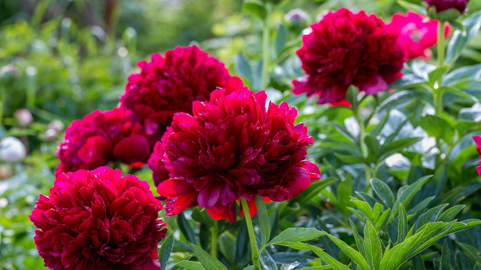 'Command Performance' red peony in bloom