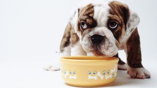 Pedigree vs Purina dog food: Dog eating out of bowl