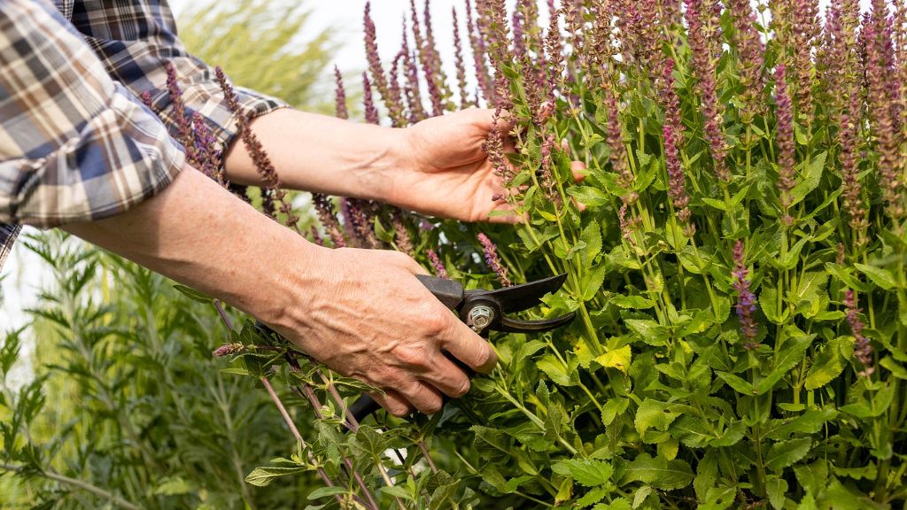 Hands pruning a salvia plant