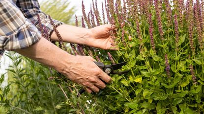 Hands pruning a salvia plant