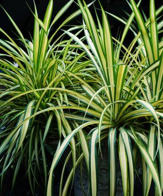 two large spider plants