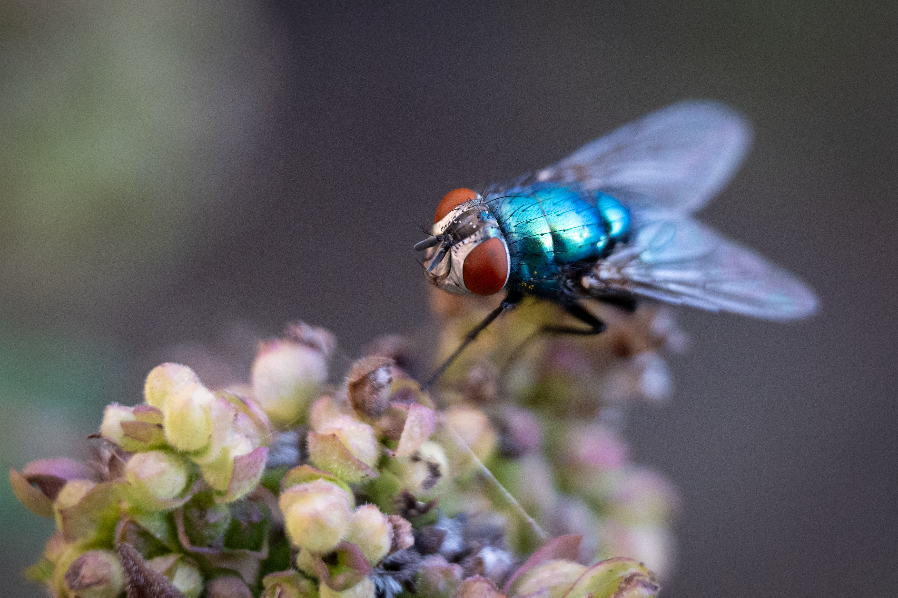 blue fly on a flower