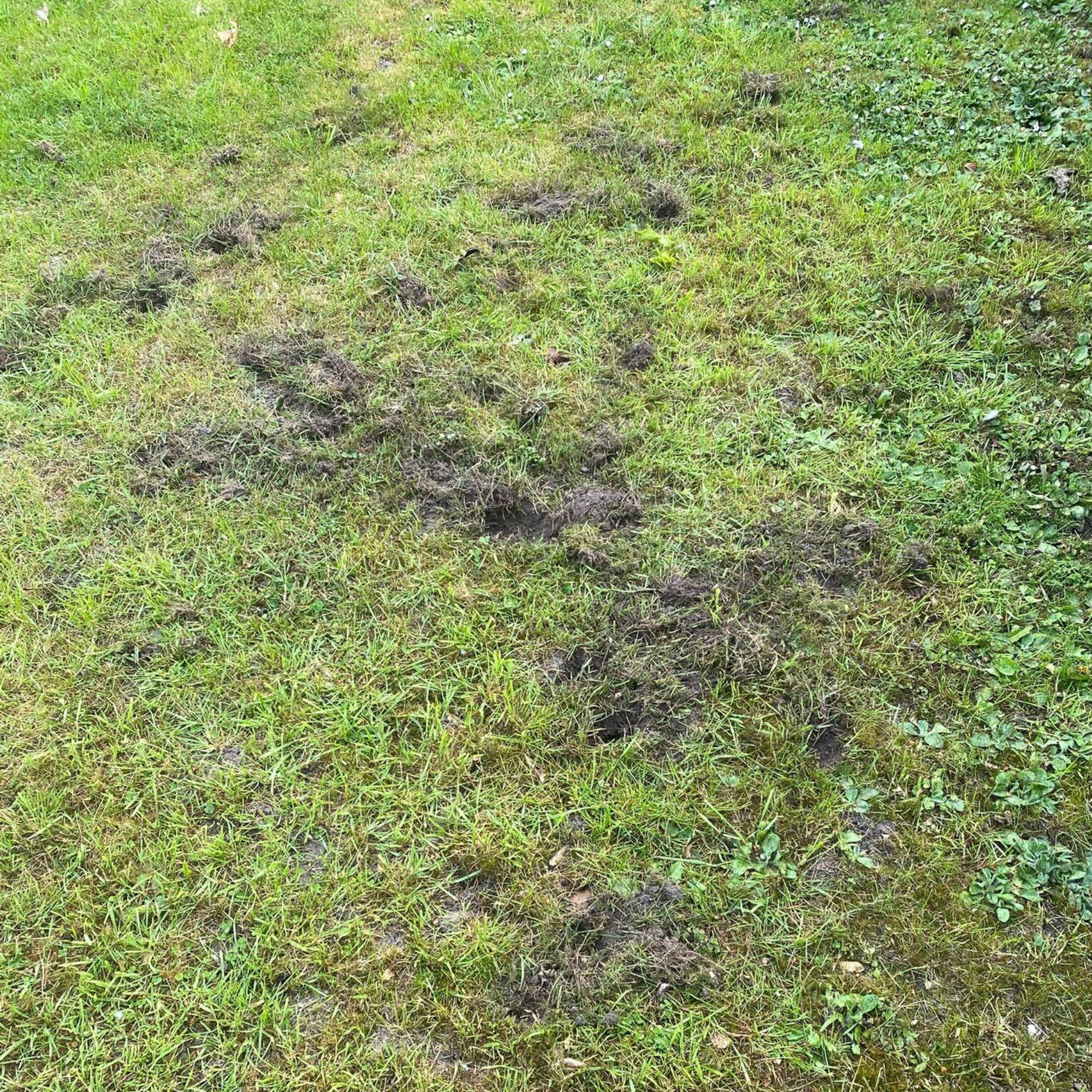 Damaged lawn with mud and holes over it