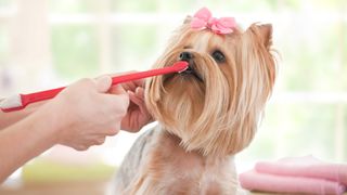 Yorkshire terrier with a bow in its hair having its teeth brushed with a red toothbrush for dogs