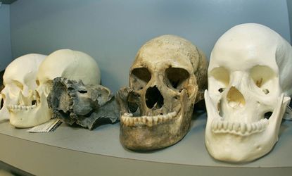 Skulls