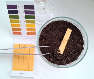 pH test strips on a petri dish of soil