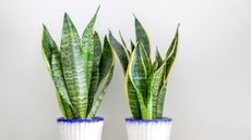 Snake plants against white background