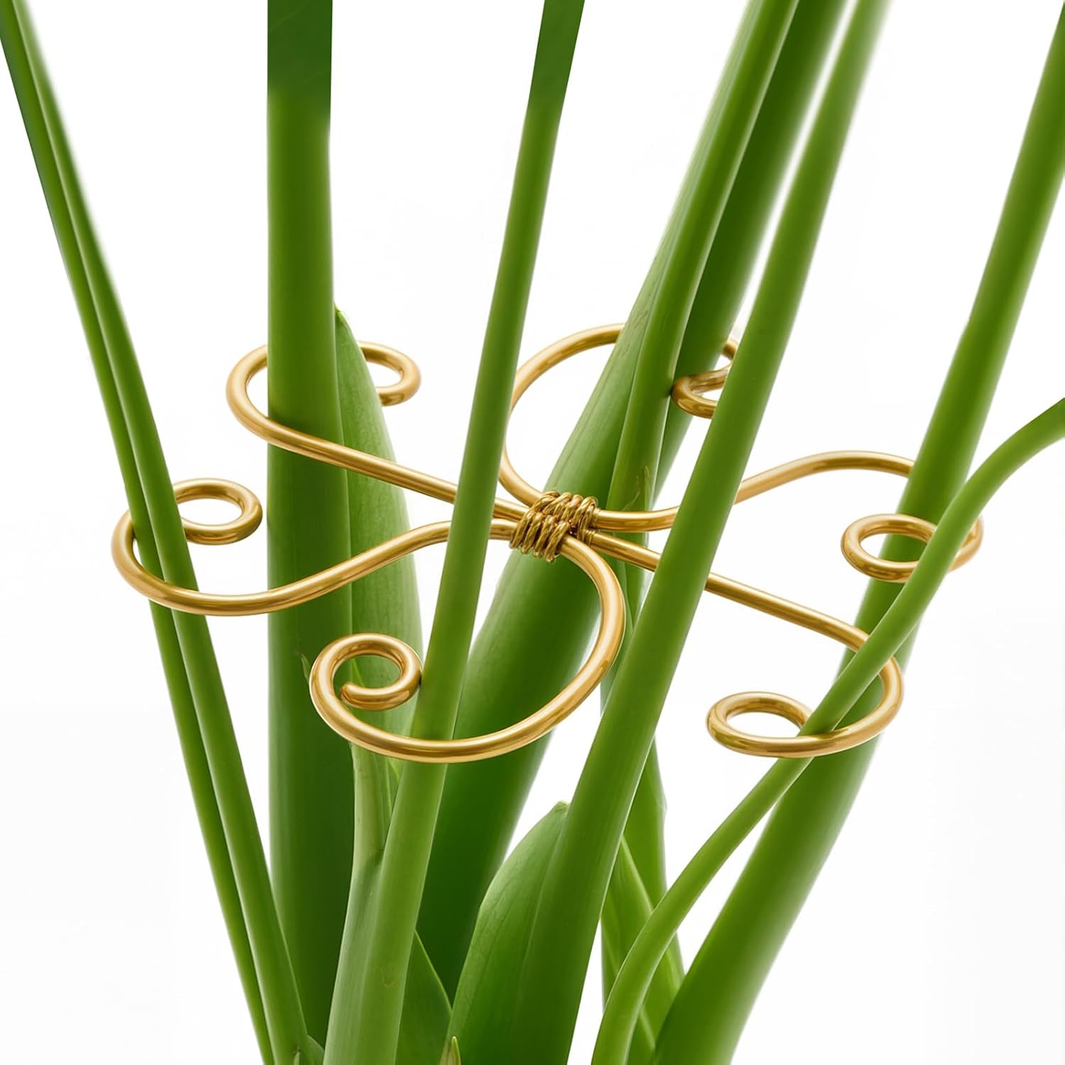 Amazon monstera support clip