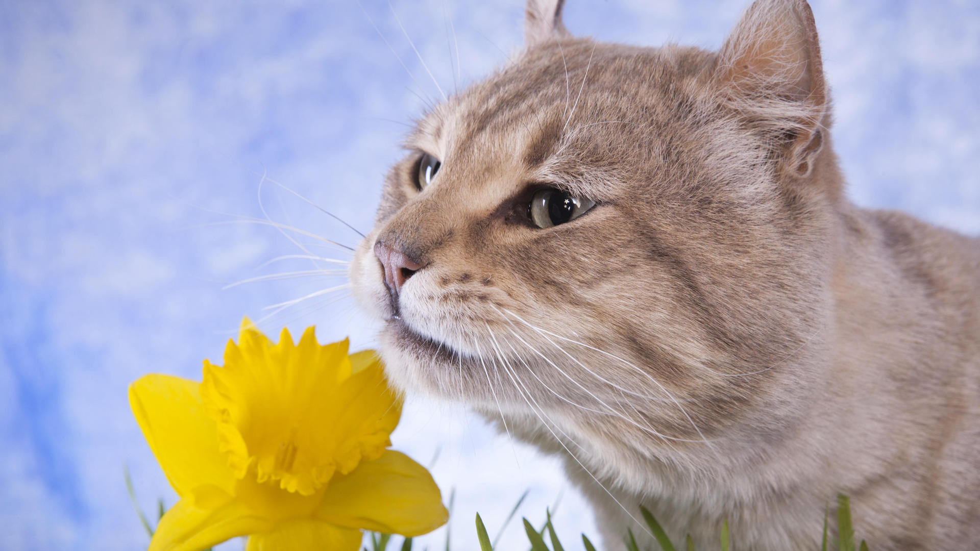 Cat sniffing daffodil