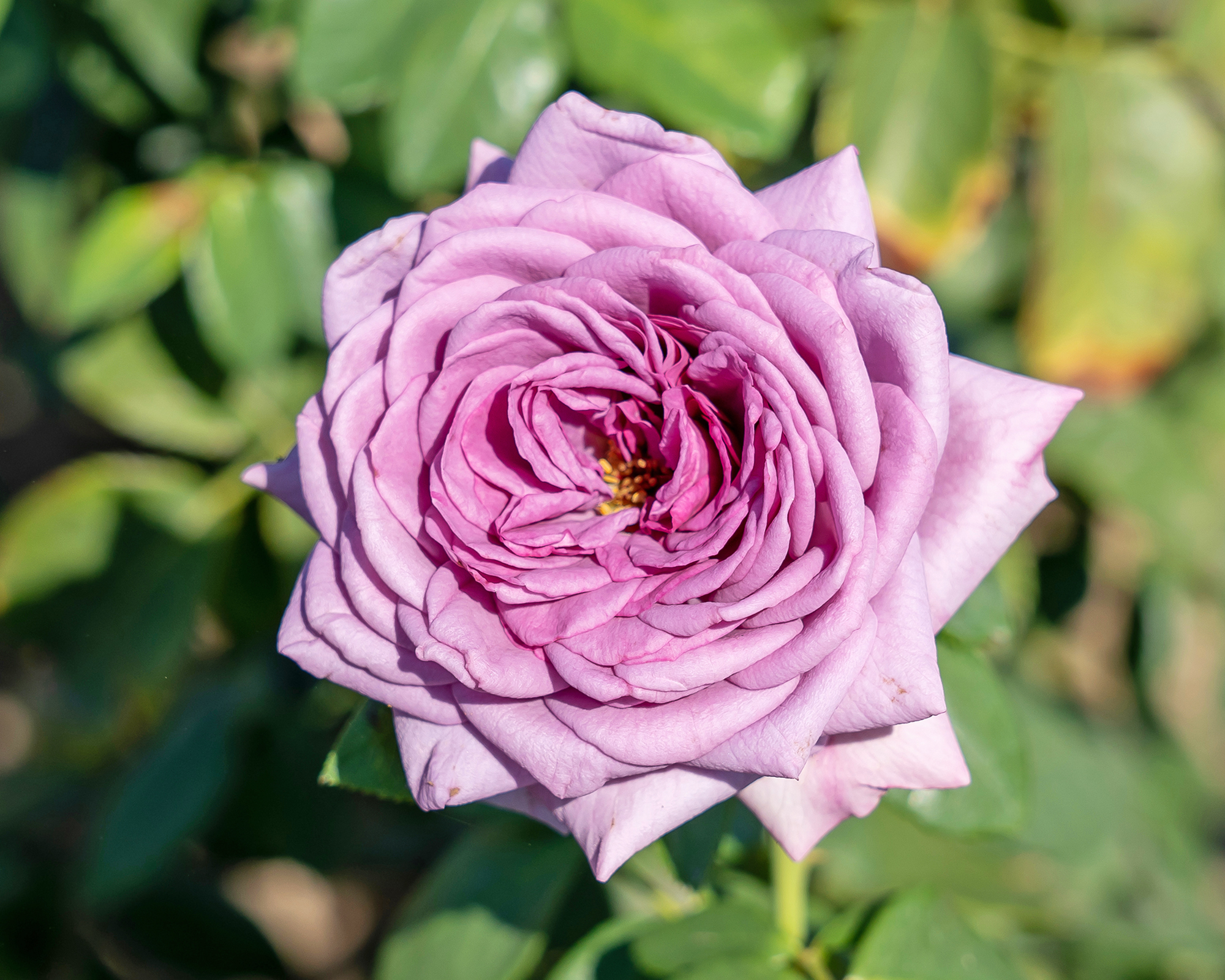 Quicksilver climbing rose