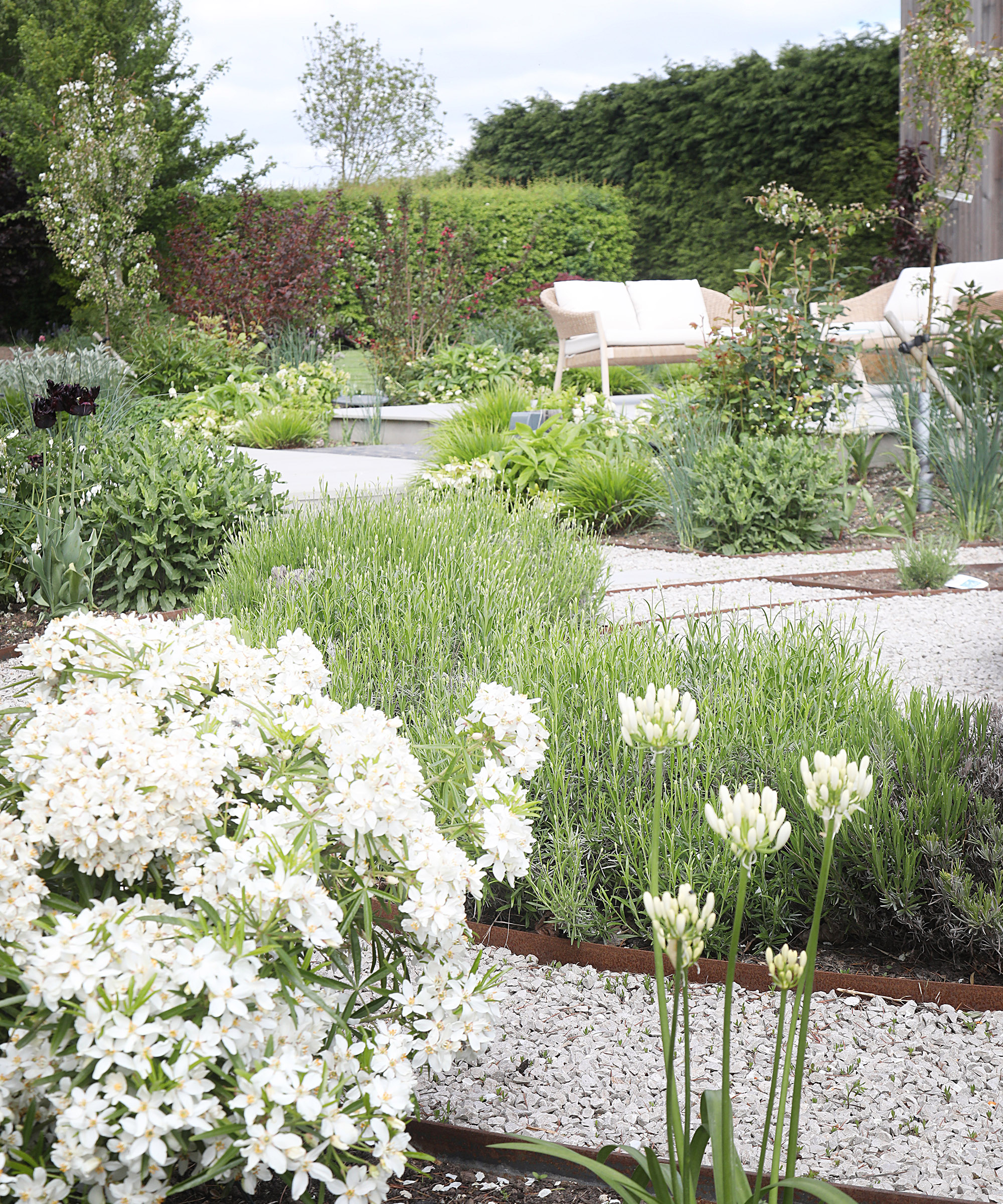 a landscaped garden with white flowers and silvery foliage growing in planting beds with patio furniture just visible in the distance