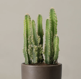 cactus cluster in a pot