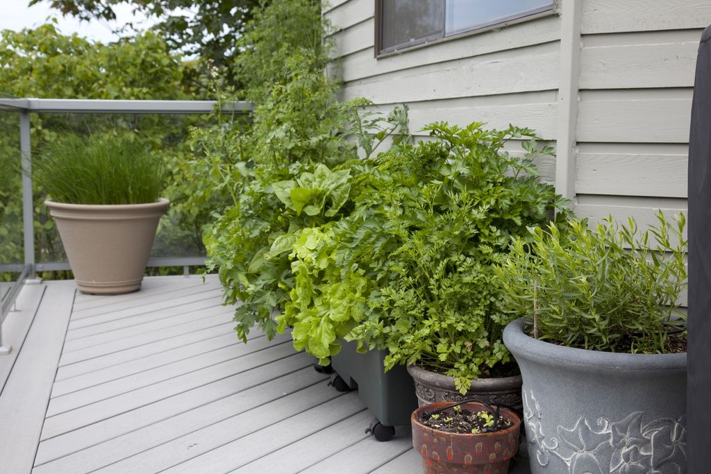3 reasons why using garden soil in pots will harm plants Homes & Gardens