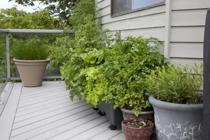 Reusing soil in garden pots on a raised deck