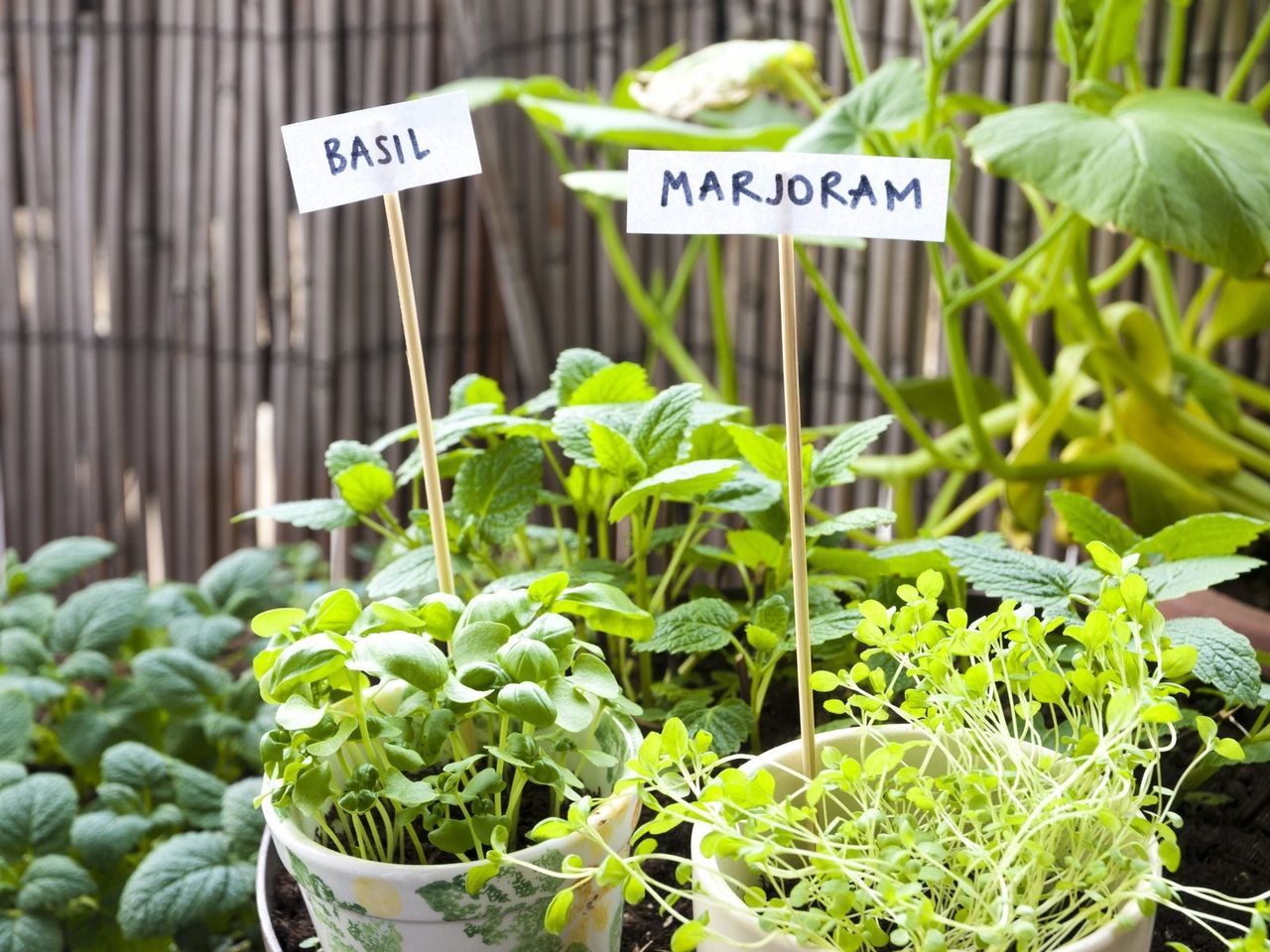 marjoram companions