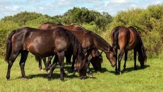 Florida cracker horse herd