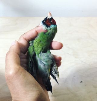 bird taxidermy