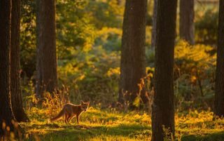 A fox cub appears in the exquisite evening sunlight of its pine forest home in Derbyshire. Credit: Andrew Parkinson