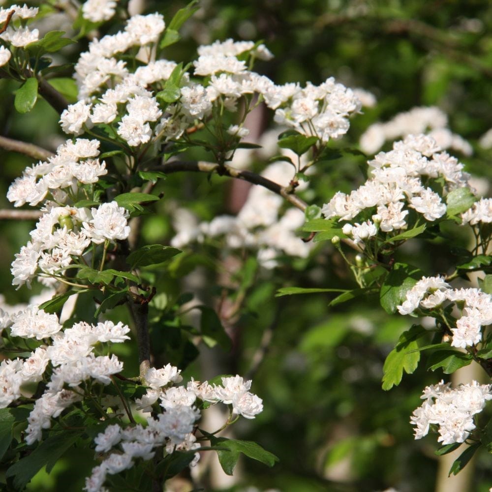 Crataegus &amp;times; Media 'plena'
