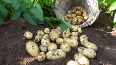 freshly harvested potatoes in the soil