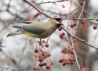colorful black-masked Cedar Waxwing (Bombycilla cedrorum) bird perching on a winter crabapple tree branch - its mouth stuffed with a whole crabapple