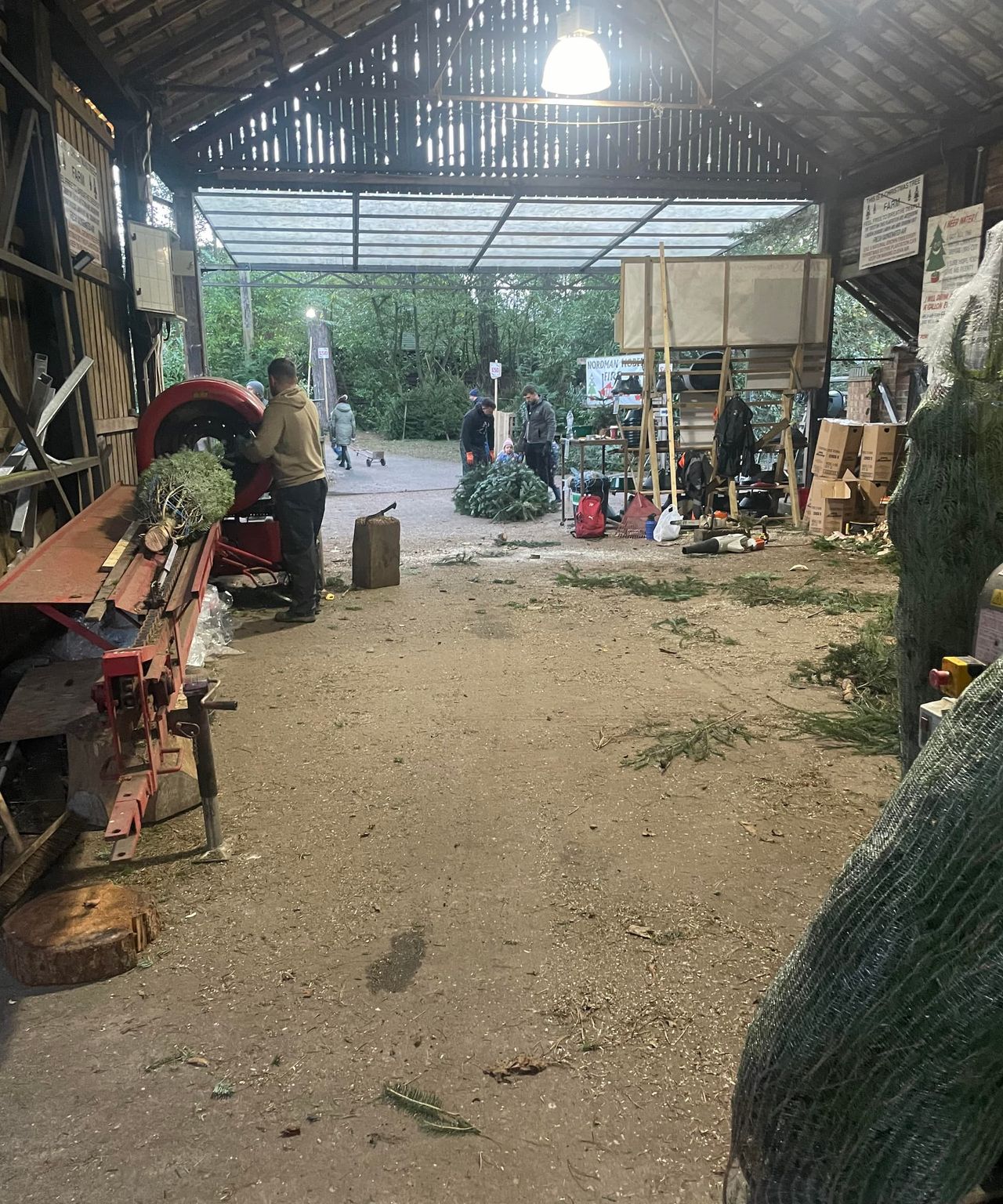 A barn where Christmas trees are being prepared