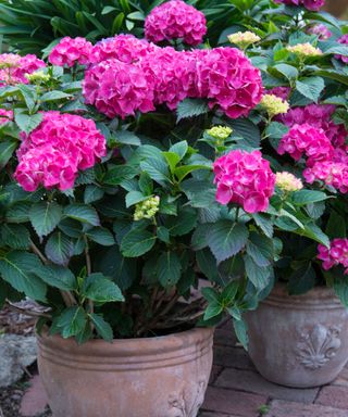 pink hydrangeas in containers
